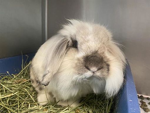 San Clemente, Ca - American Fuzzy Lop. Meet Samson A Pet For Adoption 