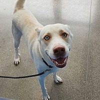 adopt a pet