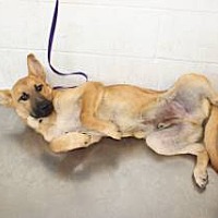 adopt a pet