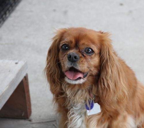 Boxborough Ma Cavalier King Charles Spaniel Meet Coco A Pet For Adoption