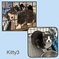 Photo of Kitty3