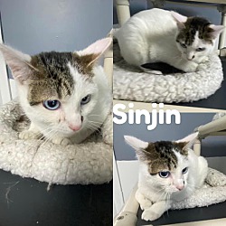 Photo of Sinjin