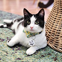 adopt a pet