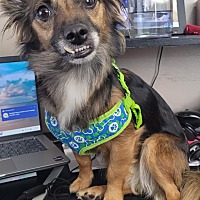 adopt-pet