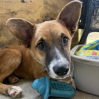 adopt a pet