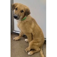 adopt-pet