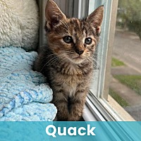 QUACK - Domestic Shorthair available for adoption