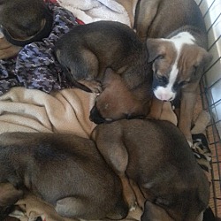 Thumbnail photo of Boxer/Shep pups!ADOPTED! #3