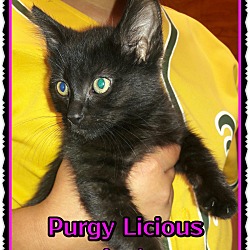 Photo of Purgy Licious
