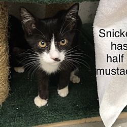 Thumbnail photo of Snickers #3