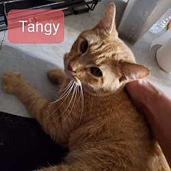 Photo of Tangy