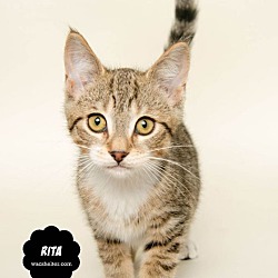 Thumbnail photo of RITA #3
