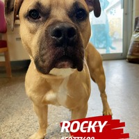 Photo of Rocky