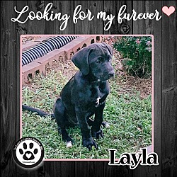 Photo of Layla (Boxer Babes) 082022