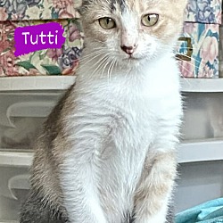 Photo of Tutti