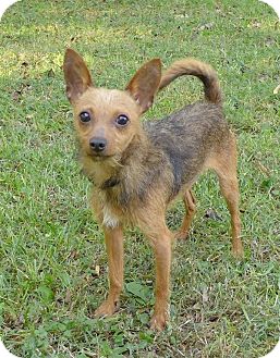australian terrier and chihuahua mix
