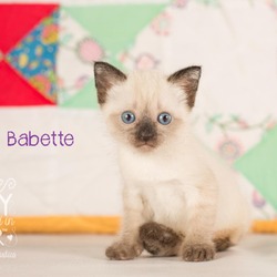 Thumbnail photo of Babette #4