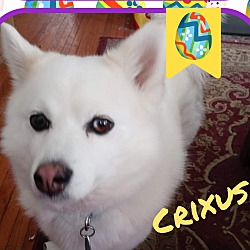 Thumbnail photo of Crixus #1