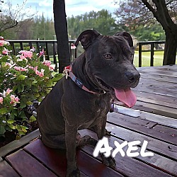 Thumbnail photo of Axel #4