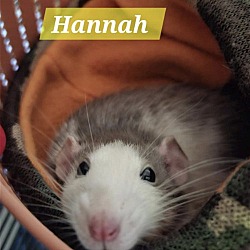 Thumbnail photo of Hannah #1