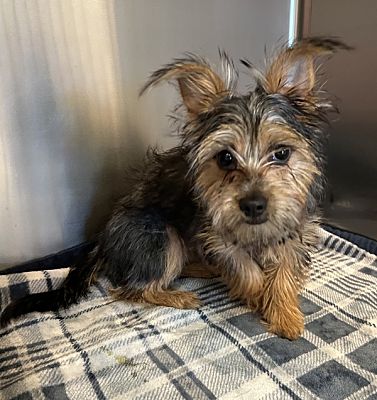 Sioux City, IA - Yorkie, Yorkshire Terrier/Maltese. Meet Cutiee a Pet ...