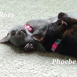 Thumbnail photo of Phebes #4