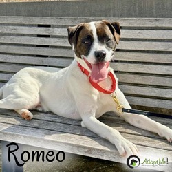 Thumbnail photo of ROMEO #2