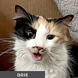 Thumbnail photo of Brie #4