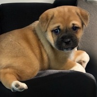 adopt-pet
