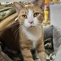 adopt-pet