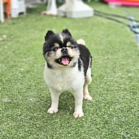 adopt-pet