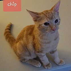 Thumbnail photo of Chip #3