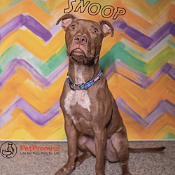 Thumbnail photo of Snoop~Pending Adoption ~ #1