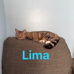 Photo of Lima Bean