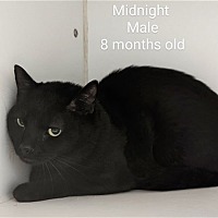 Photo of (PENDING)Midnight - DSH - 8 months old