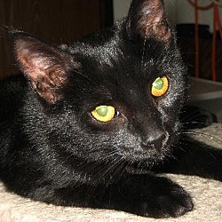 Thumbnail photo of Squeaks - ADOPTED #3