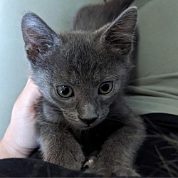 Photo of Ash