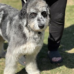 Sheepadoodle for store adoption near me