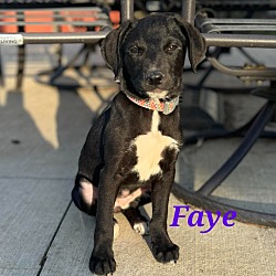 Photo of Faye