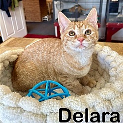 Photo of Delara