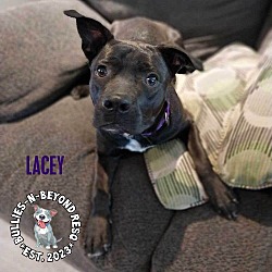 Thumbnail photo of Lacey #2