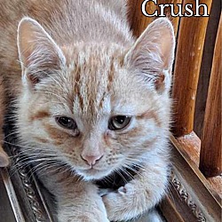Photo of Orange Crush