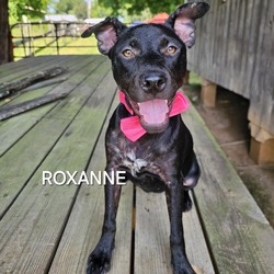 Thumbnail photo of Roxanne #2
