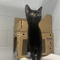 adopt a pet