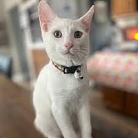 adopt-pet