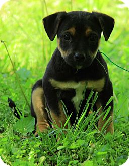 jack russell german shepherd mix puppy