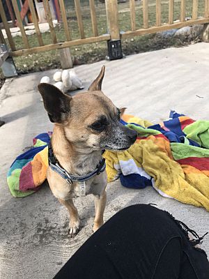 pet