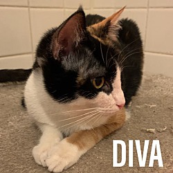 Thumbnail photo of Diva #3