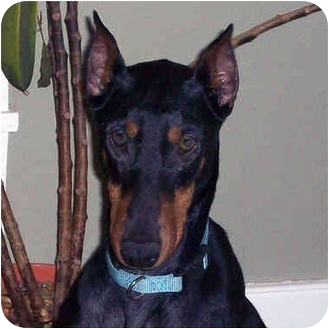 Westfield Ny Doberman Pinscher Meet Bebe A Pet For Adoption Westfield Ny Doberman Pinscher Meet Bebe A Pet For Adoption
