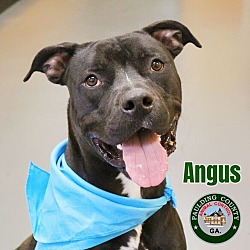 Photo of 22-04-0983 Angus